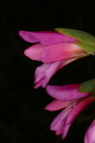 Gladiolus italicus RCP6-06 014.jpg